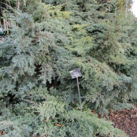 Juniperus x media 'Pfitzeriana Glauca'
